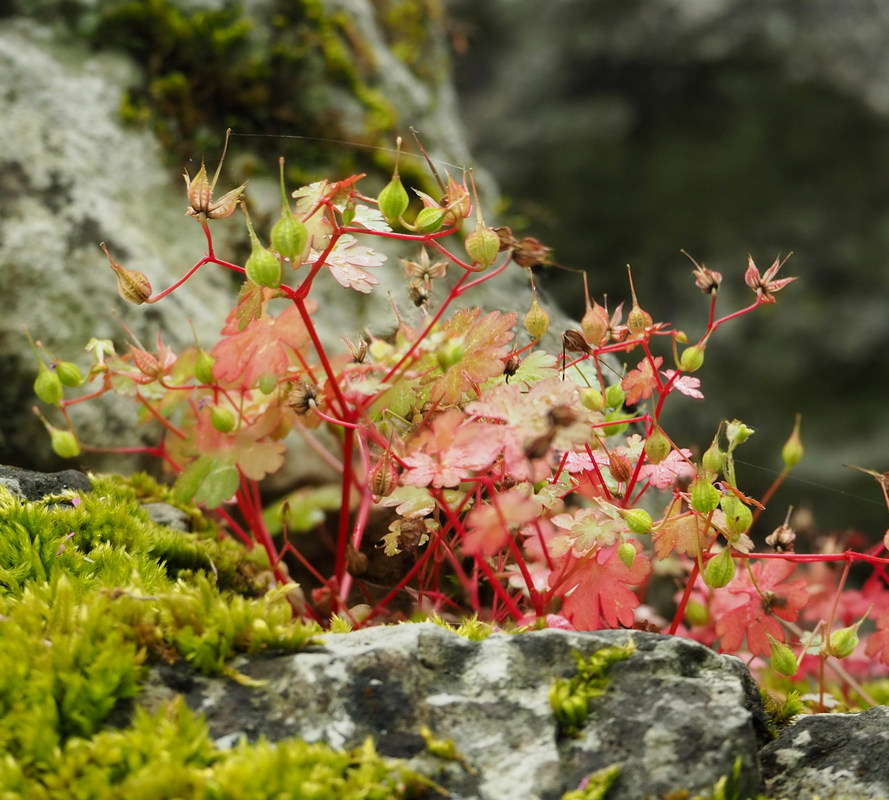 Изображение особи Geranium lucidum.