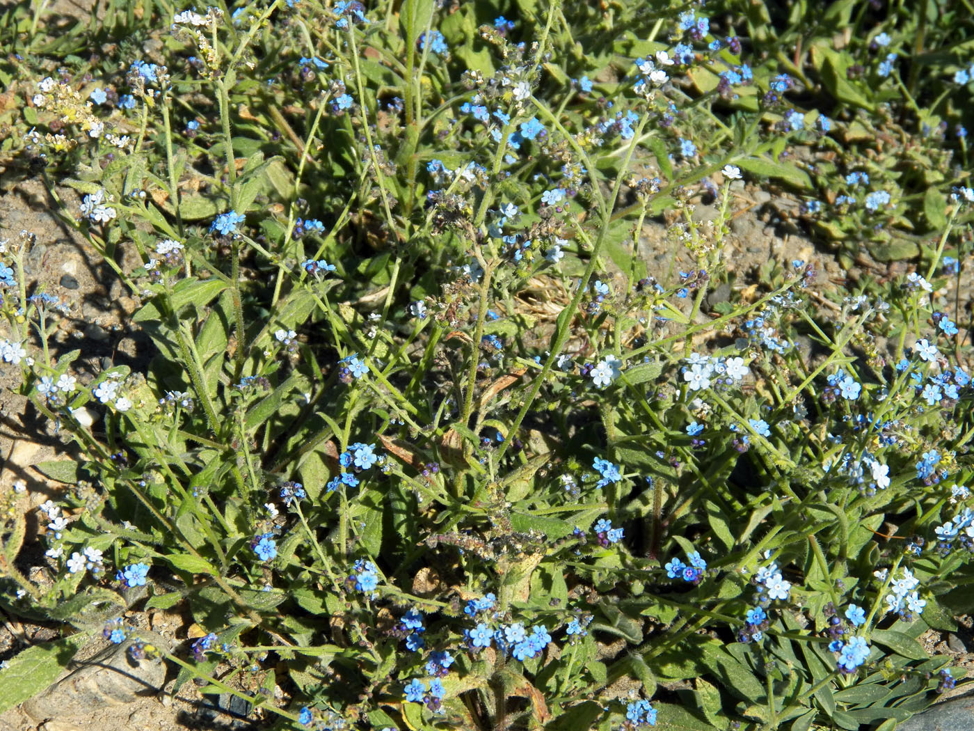 Изображение особи семейство Boraginaceae.