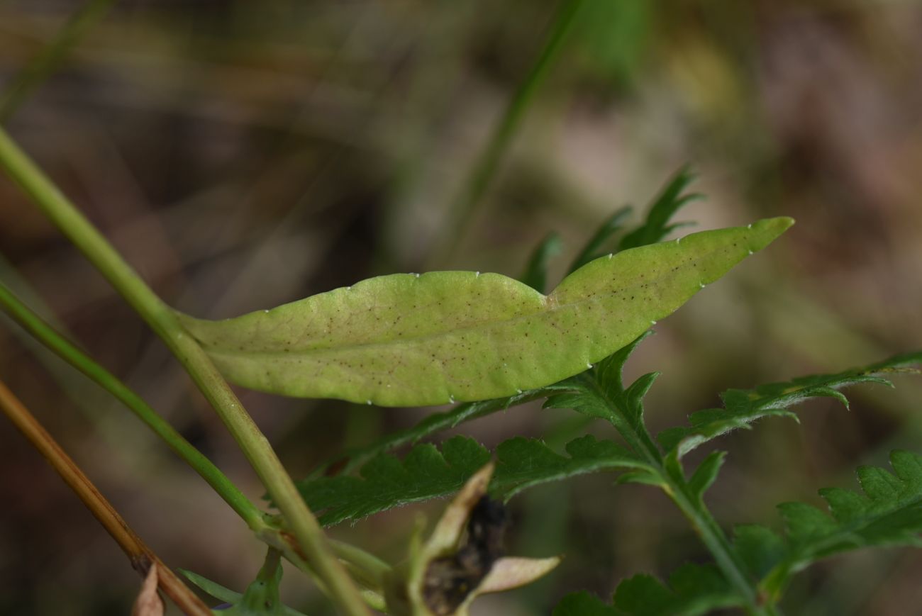 Image of Campanula persicifolia specimen.