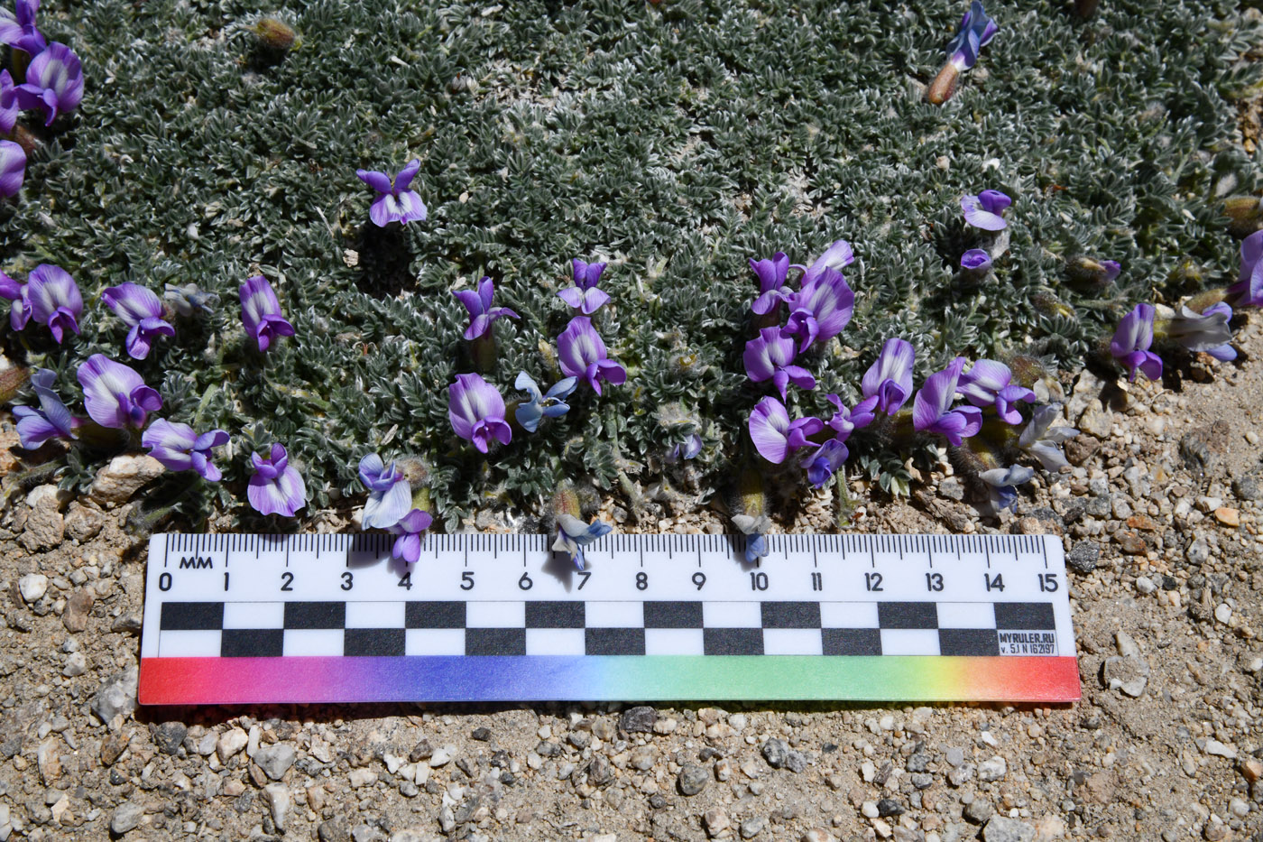 Image of genus Oxytropis specimen.