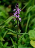 Stachys palustris. Верхушка побега с соцветием. Московская обл., Одинцовский гор. округ, окр. г. Звенигород, берег р. Москва, влажный луг. 18.08.2024.