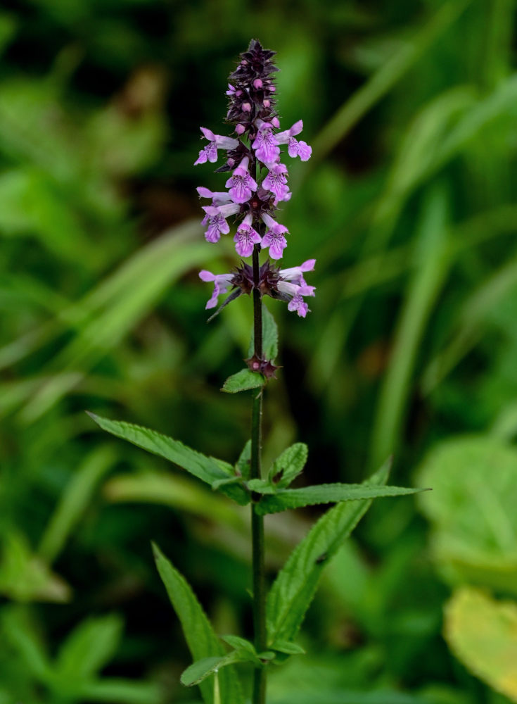 Изображение особи Stachys palustris.