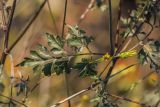 Bidens bipinnata. Лист и части побегов с соцветием. Краснодарский край, г. Сочи, м-р Лазаревское, антропогенно изменённый каменистый берег р. Псезуапсе. 04.11.2024.