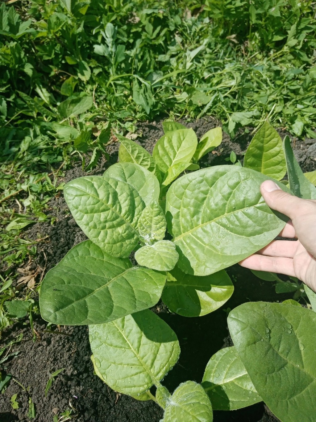 Изображение особи Nicotiana rustica.