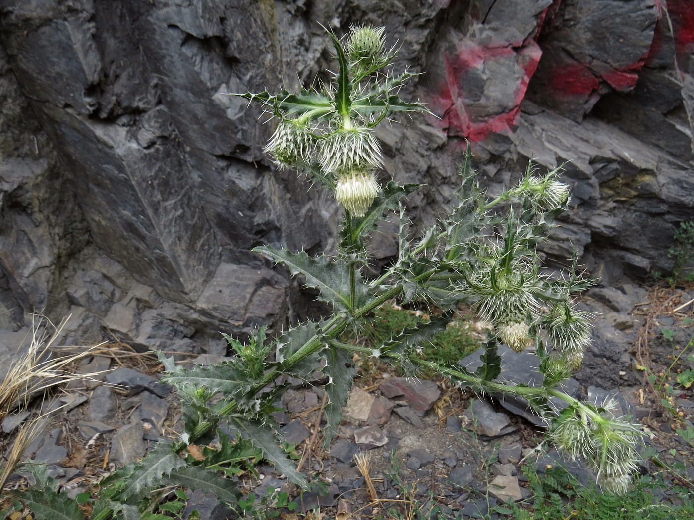 Изображение особи Cirsium echinus.