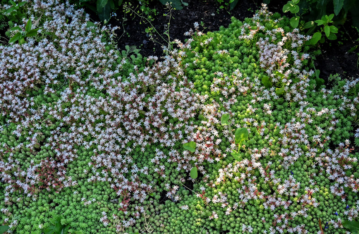 Изображение особи род Sedum.