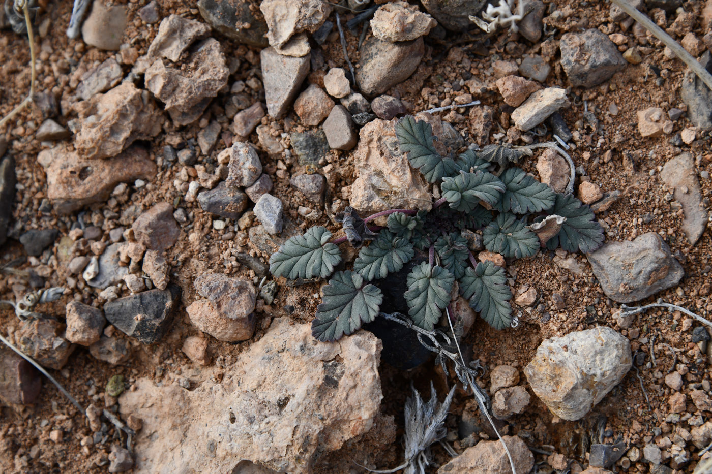 Изображение особи Erodium oxyrhynchum.