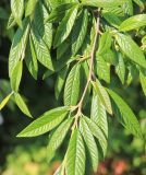 Cotoneaster salicifolius. Веточка. Южный берег Крыма, Никитский ботанический сад. 19 августа 2019 г.