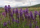 Смотреть изображение Polygala comosa