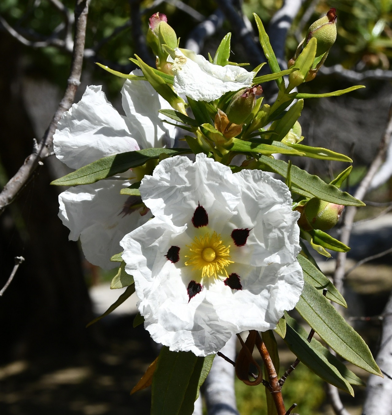 Image of Cistus ladanifer specimen.