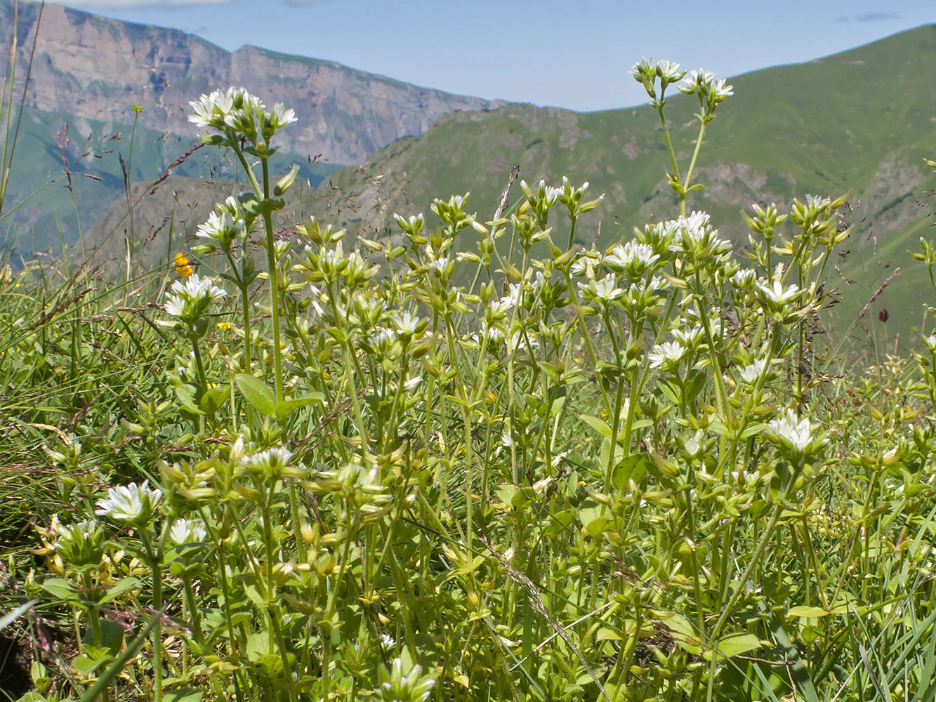 Изображение особи Cerastium glomeratum.