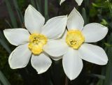 Narcissus × incomparabilis