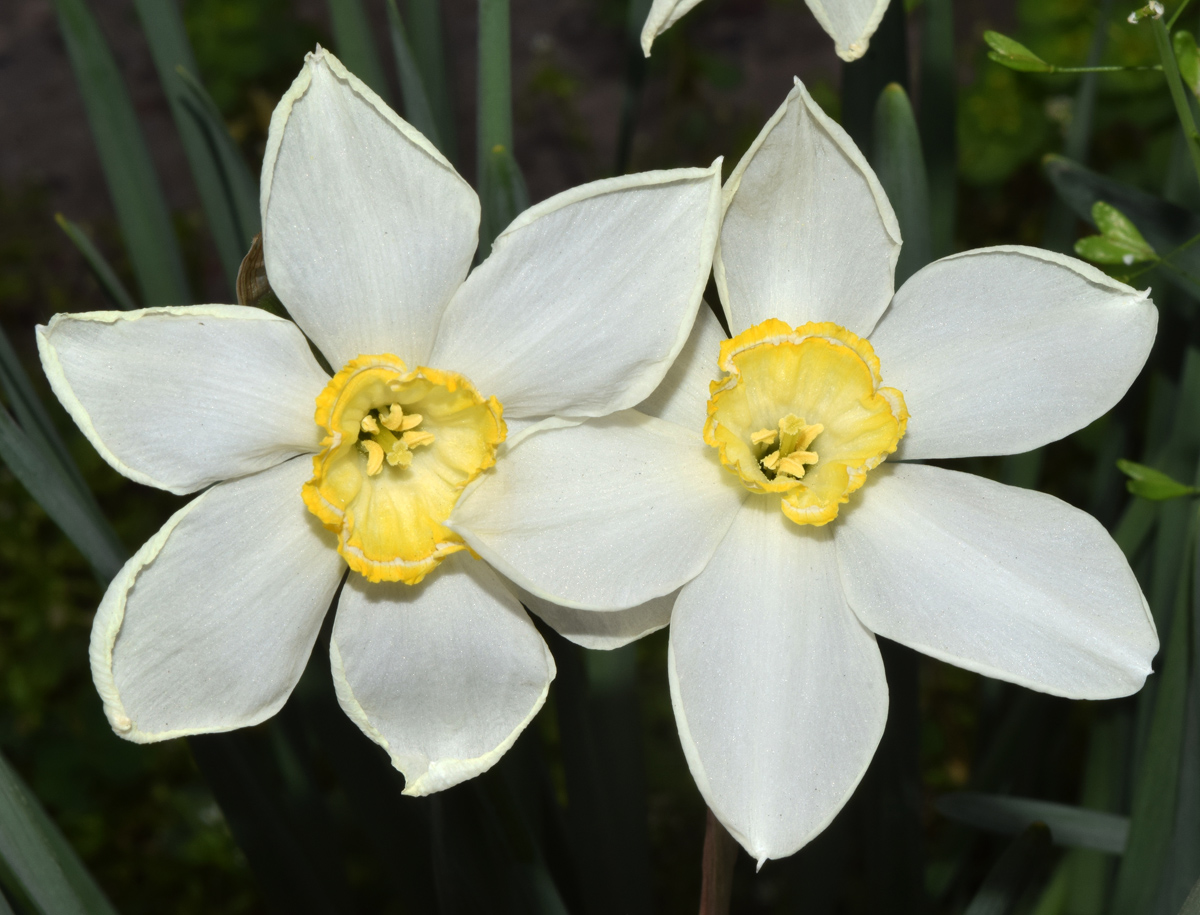 Изображение особи Narcissus × incomparabilis.