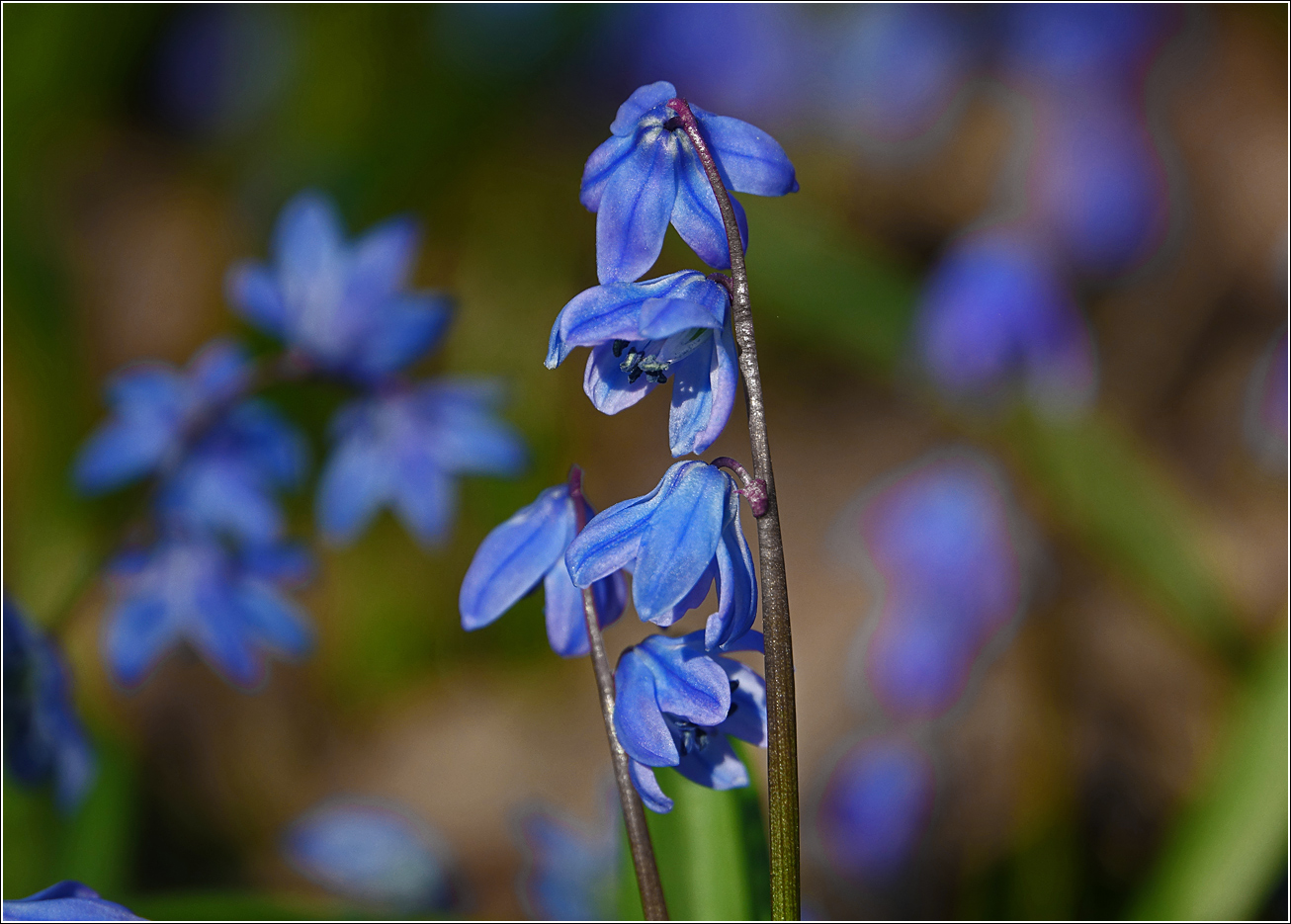 Image of Scilla siberica specimen.
