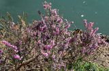 View full-size image Erica carnea