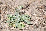 View full-size image Centaurea belangeriana