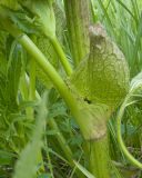 View full-size image Agasyllis latifolia