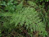 Смотреть изображение Athyrium monomachii