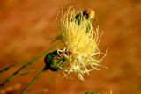 View full-size image Rhaponticoides ruthenica