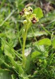 Ophrys bombyliflora. Цветущее растение. Италия, Лацио, Латина, бухта Гаэта. 08.04.2011.