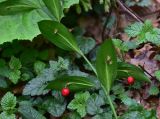 View full-size image Ruscus colchicus