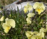 View full-size image Viola oreades
