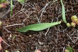 View full-size image Centranthus longiflorus
