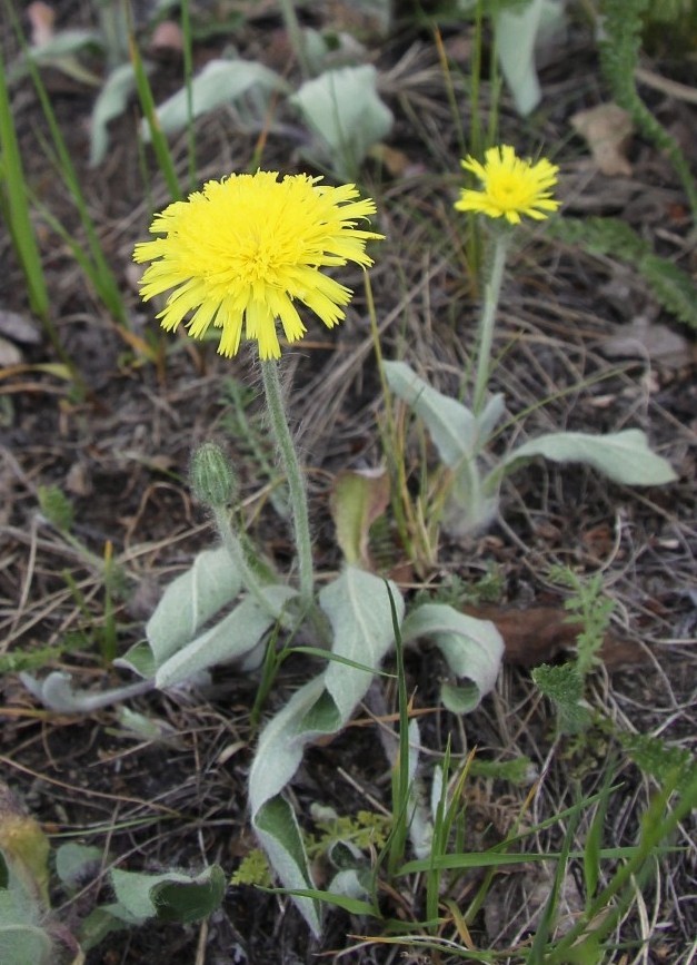 Image of Pilosella officinarum specimen.