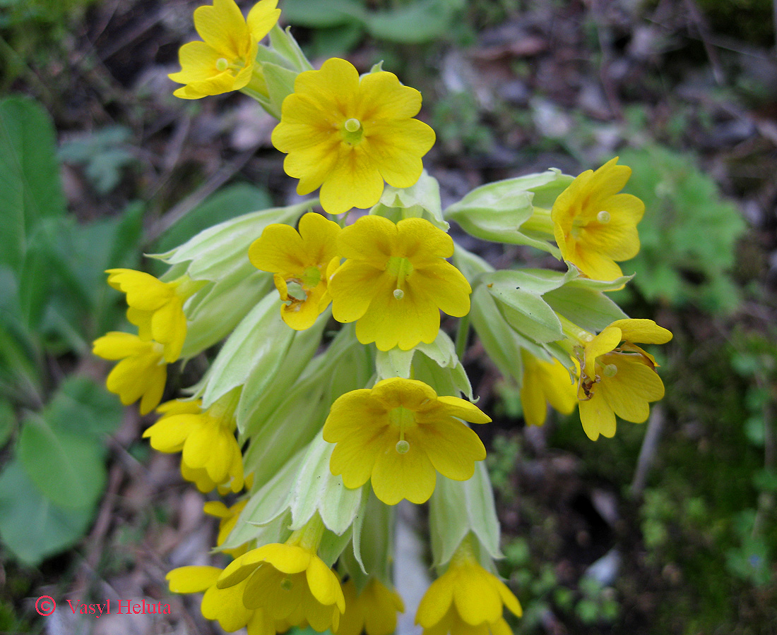 Первоцвет ключики петра. Первоцвет крупночашечный. Примула первоцвет весенний. Первоцвет крупночашечный Primula macrocalyx Bunge. Первоцвет весенний (Primula veris l.).