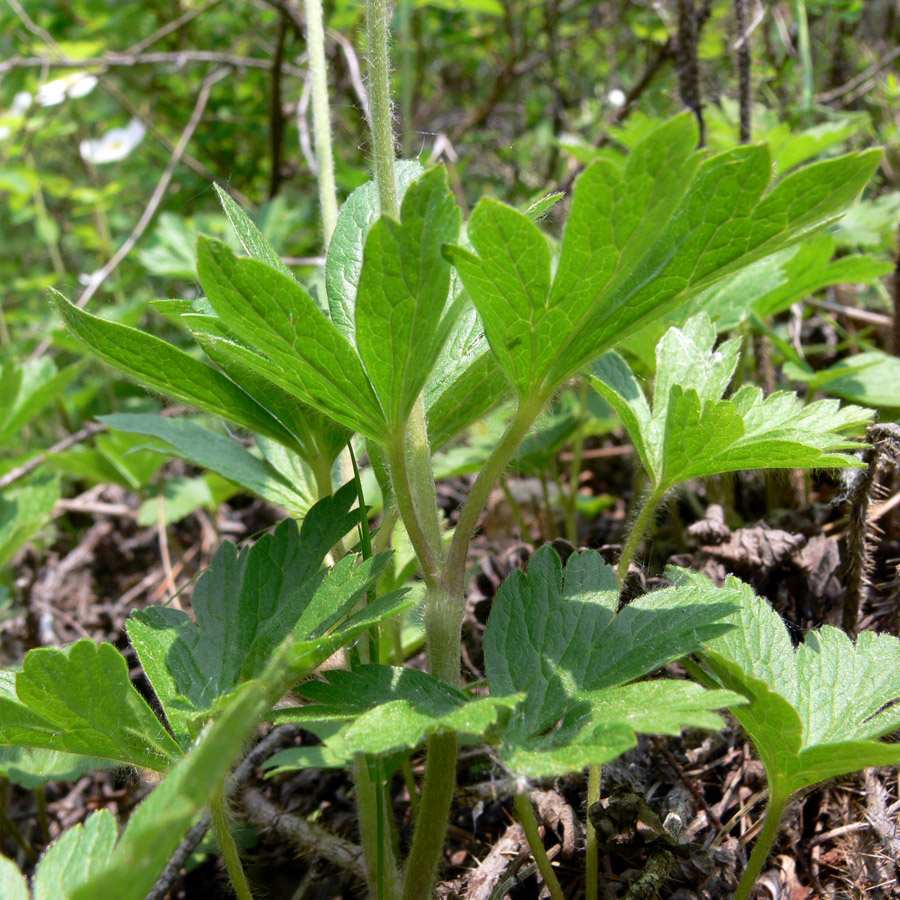 Image of Anemone sylvestris specimen.