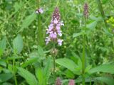 Stachys palustris