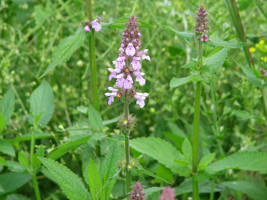 Image of Stachys palustris specimen.