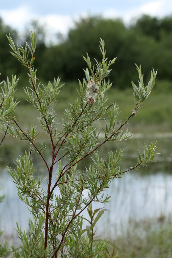 Изображение особи Salix rosmarinifolia.