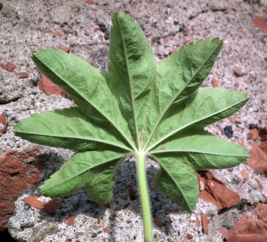 Image of genus Alchemilla specimen.