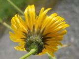 Sonchus oleraceus