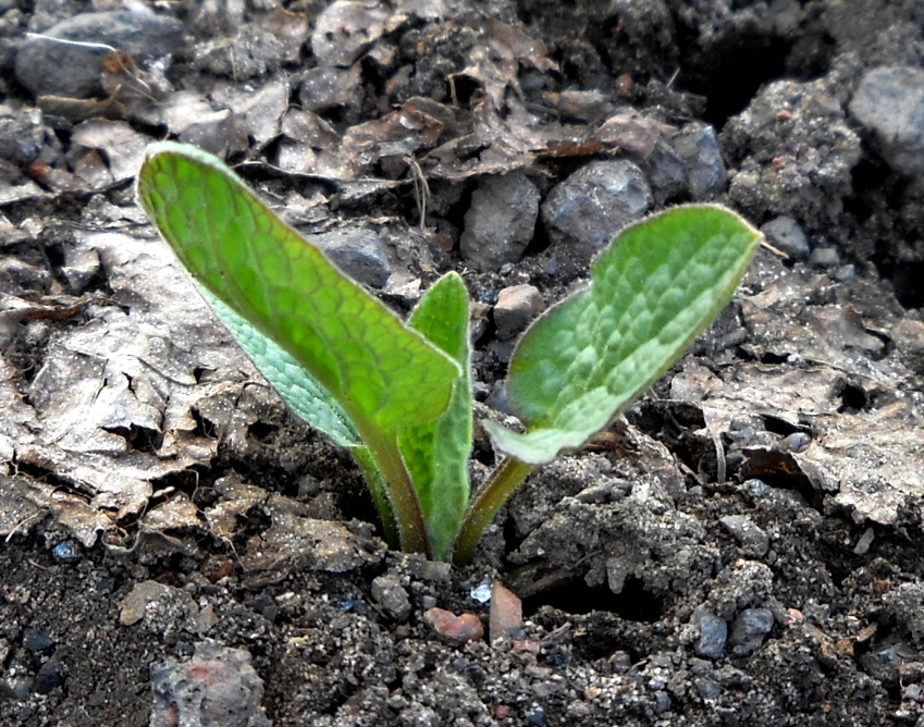 Изображение особи Symphytum peregrinum.