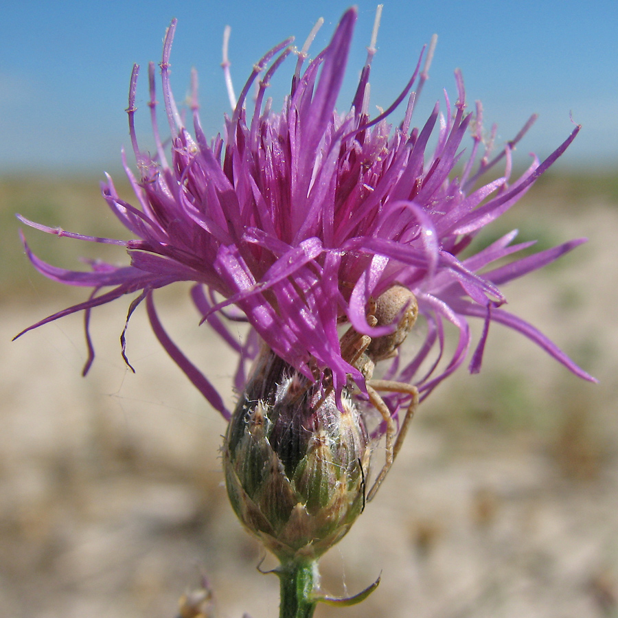 Image of Centaurea majorovii specimen.