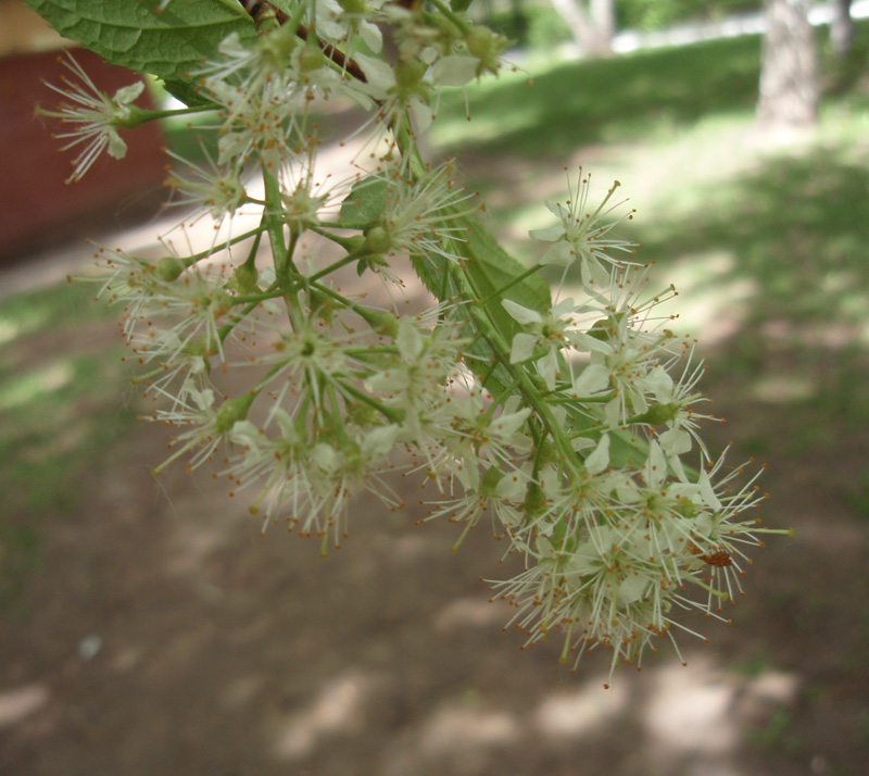 Image of Padus maackii specimen.