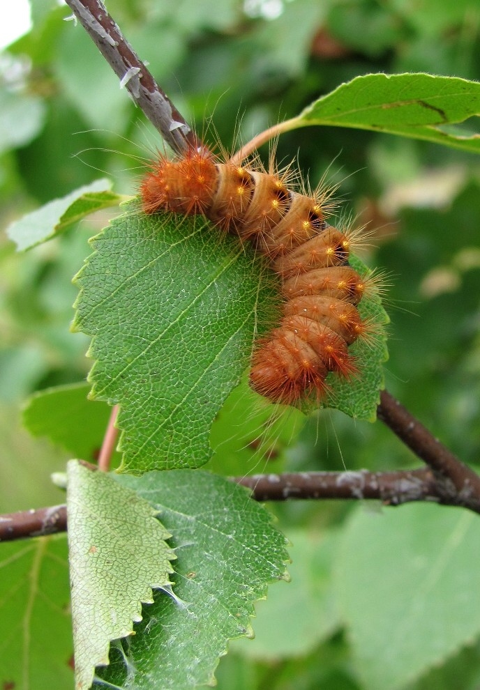 Изображение особи Betula pendula.