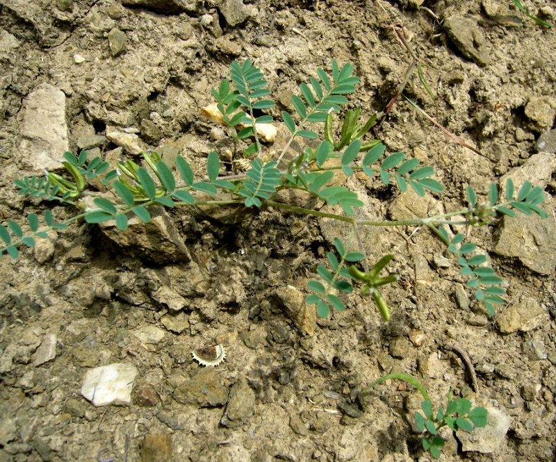 Image of Astragalus psiloglottis specimen.