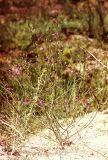 Dodartia orientalis. Цветущее растение. Туркменистан, Восточные Каракумы, Репетек, песчаные гряды к юго-востоку от железной дороги. Начало мая 1983 г.