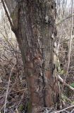 Salix myrsinifolia. Основание ствола старого дерева. Окр. Архангельска, окраина ивняка. 10.05.2012.