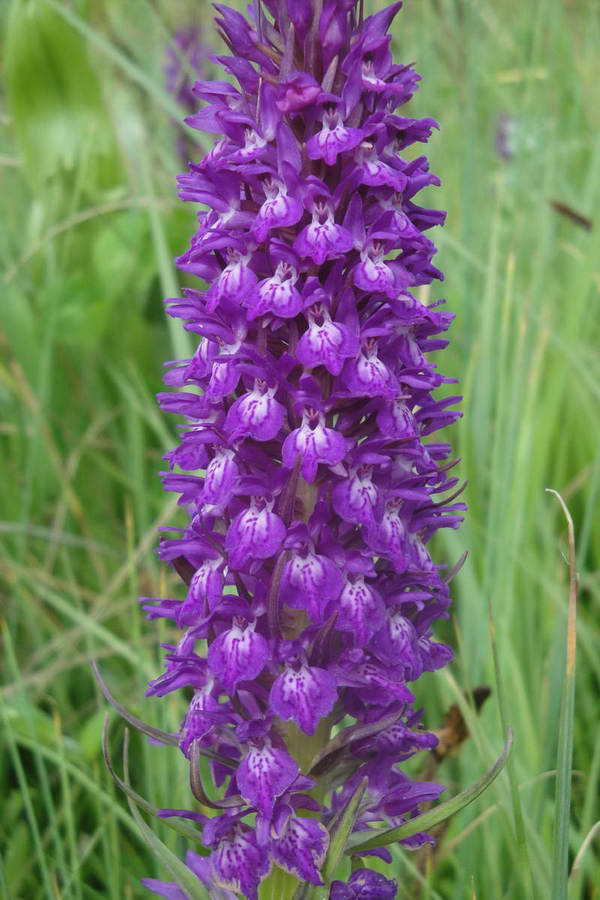 Image of Dactylorhiza armeniaca specimen.