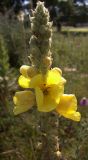 Verbascum densiflorum