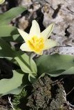 Tulipa berkariensis. Цветущее растение. Южный Казахстан, горы Каракус. 03.04.2012.