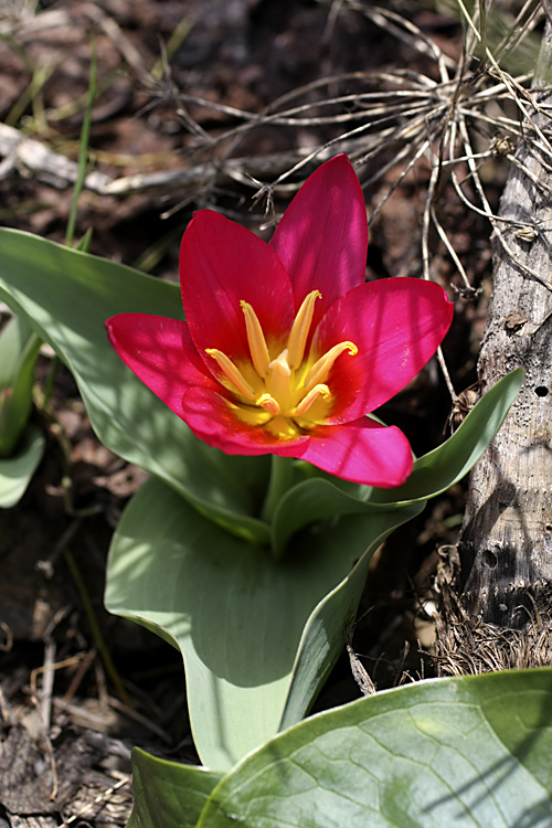 Изображение особи Tulipa berkariensis.