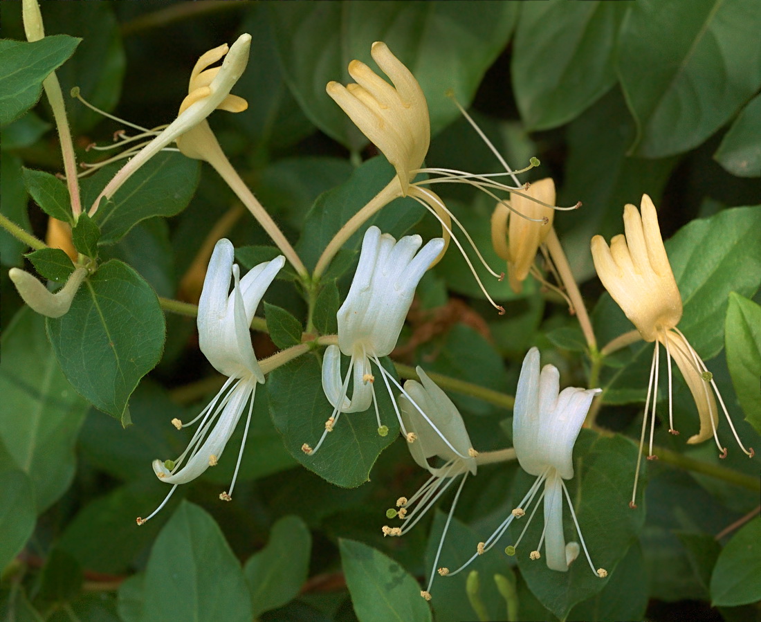 Image of Lonicera japonica specimen.