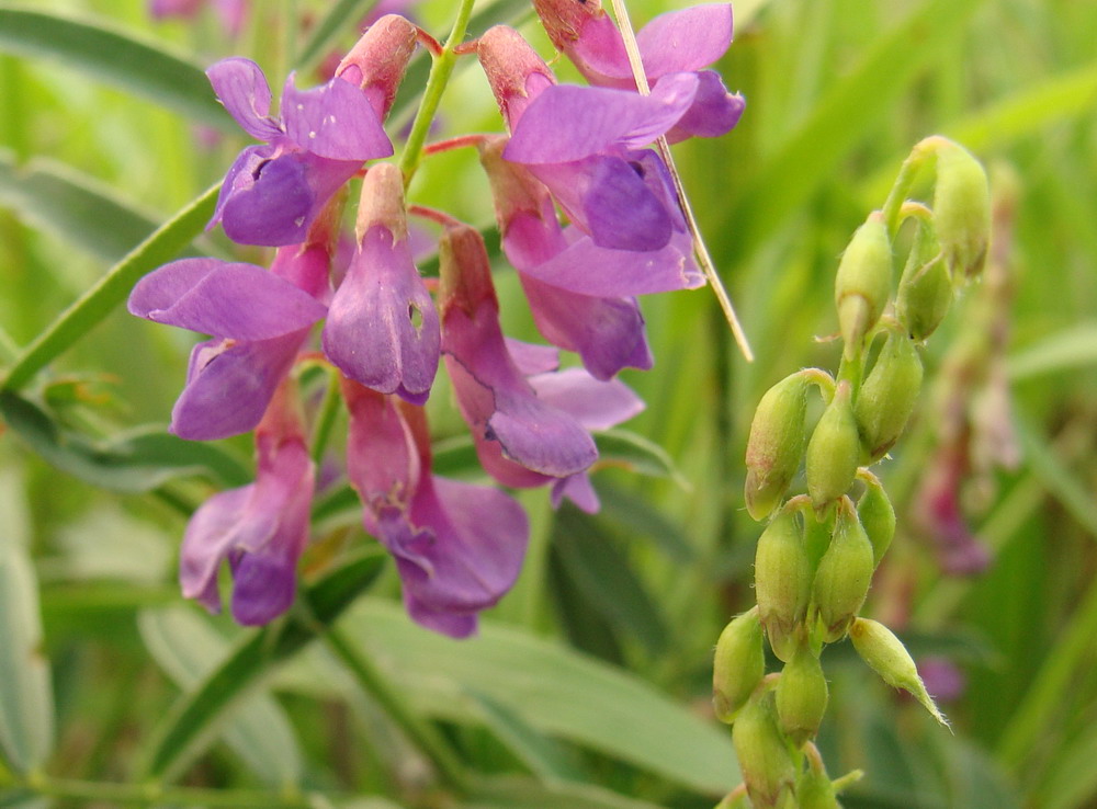 Image of Vicia amoena specimen.