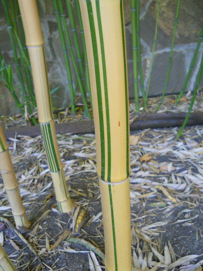 Image of Phyllostachys aureosulcata specimen.