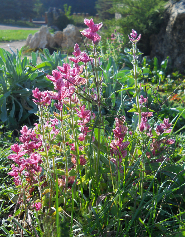 Image of Salvia viridis specimen.